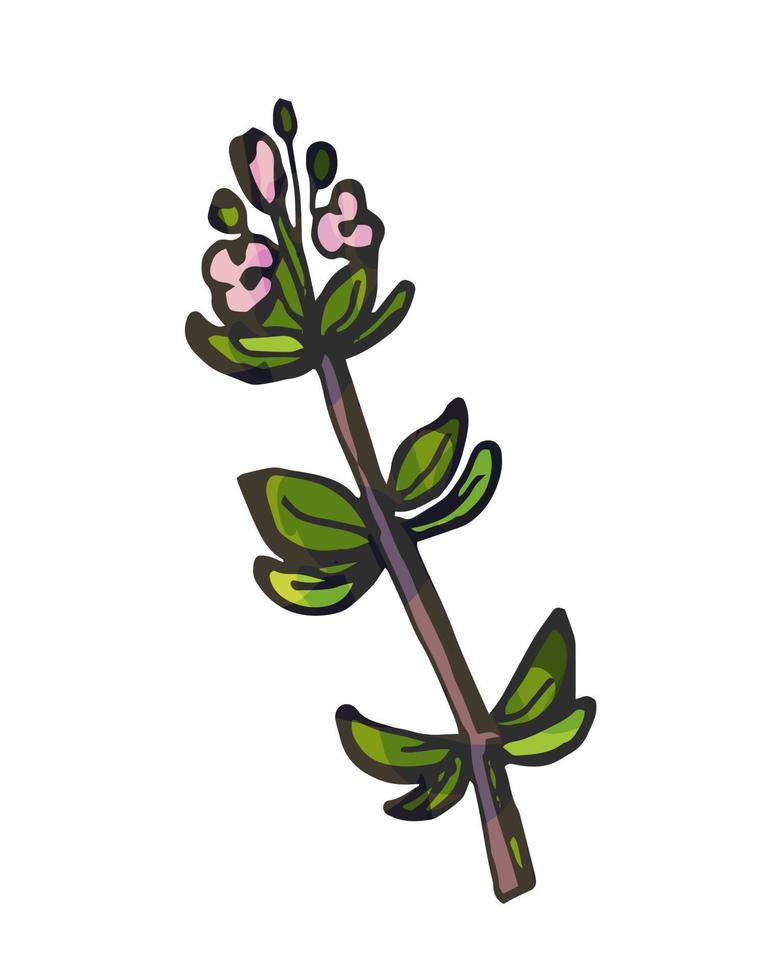 Hand drawn bunch of thyme branches isolated on white background. vector