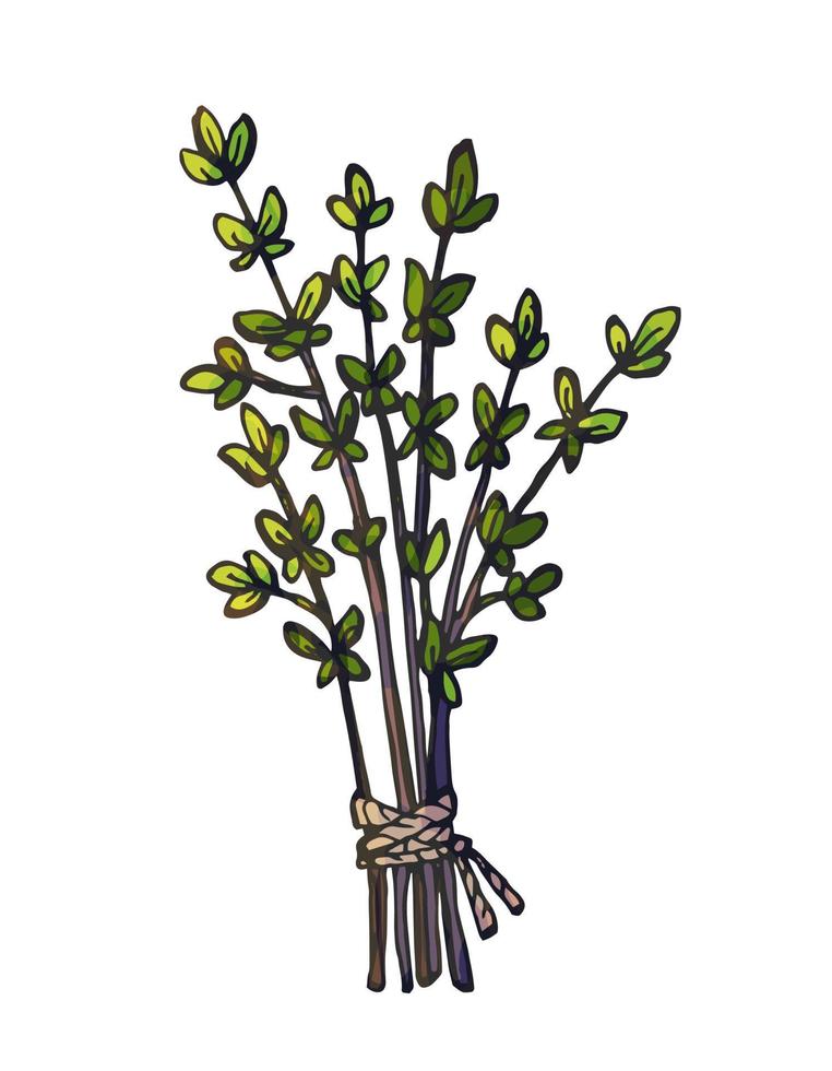 ramo dibujado a mano de ramas de tomillo aislado sobre fondo blanco. vector