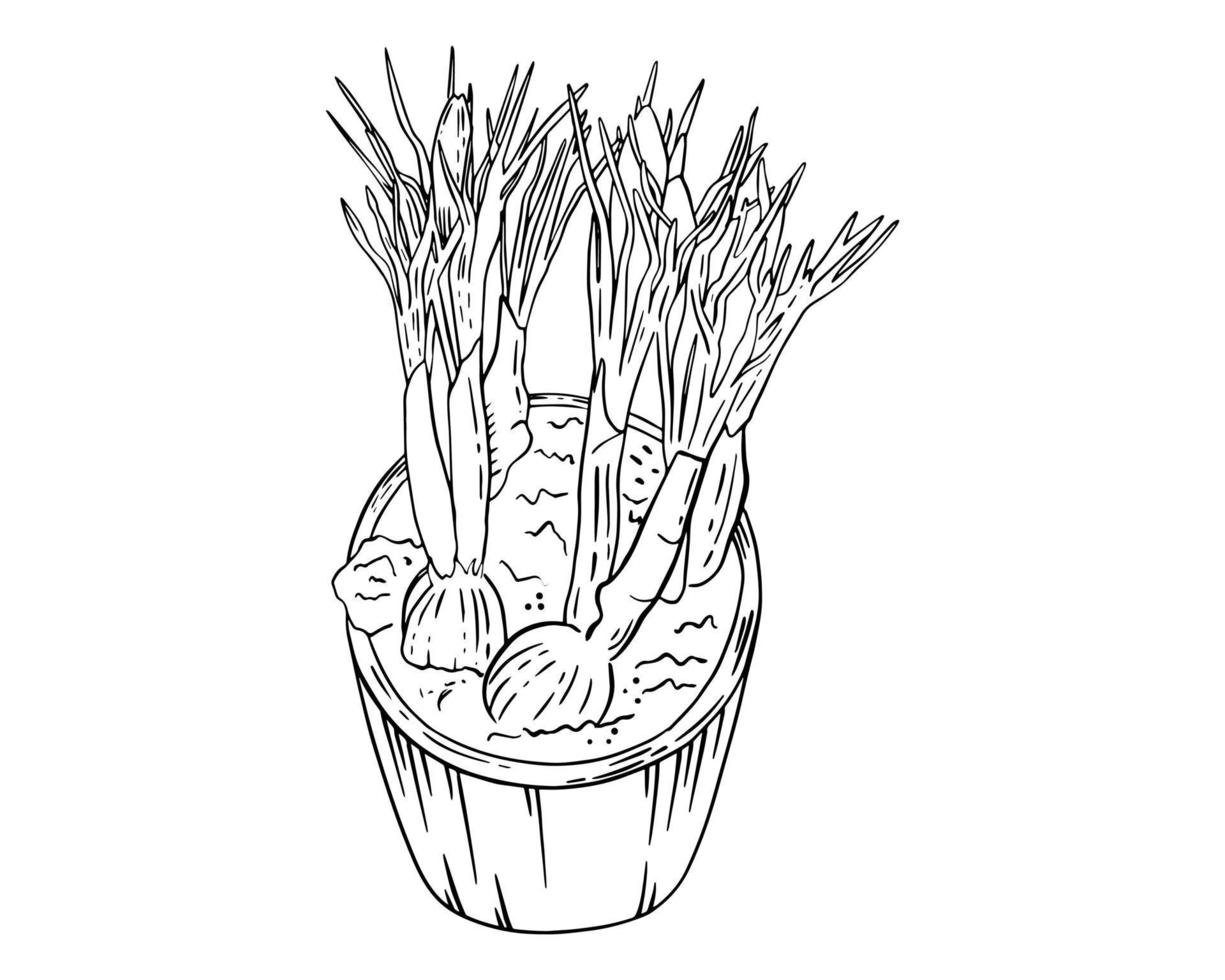 Hyacinth in a pot. Hyacinth in spring, bulbs. Outline drawing, graphics vector