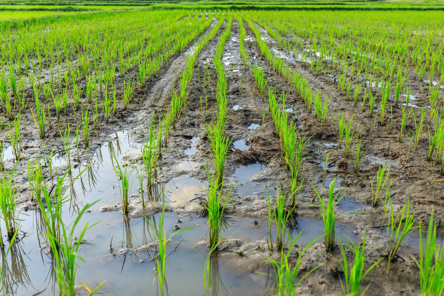 The rice plants that have just been planted in the rice fields photo