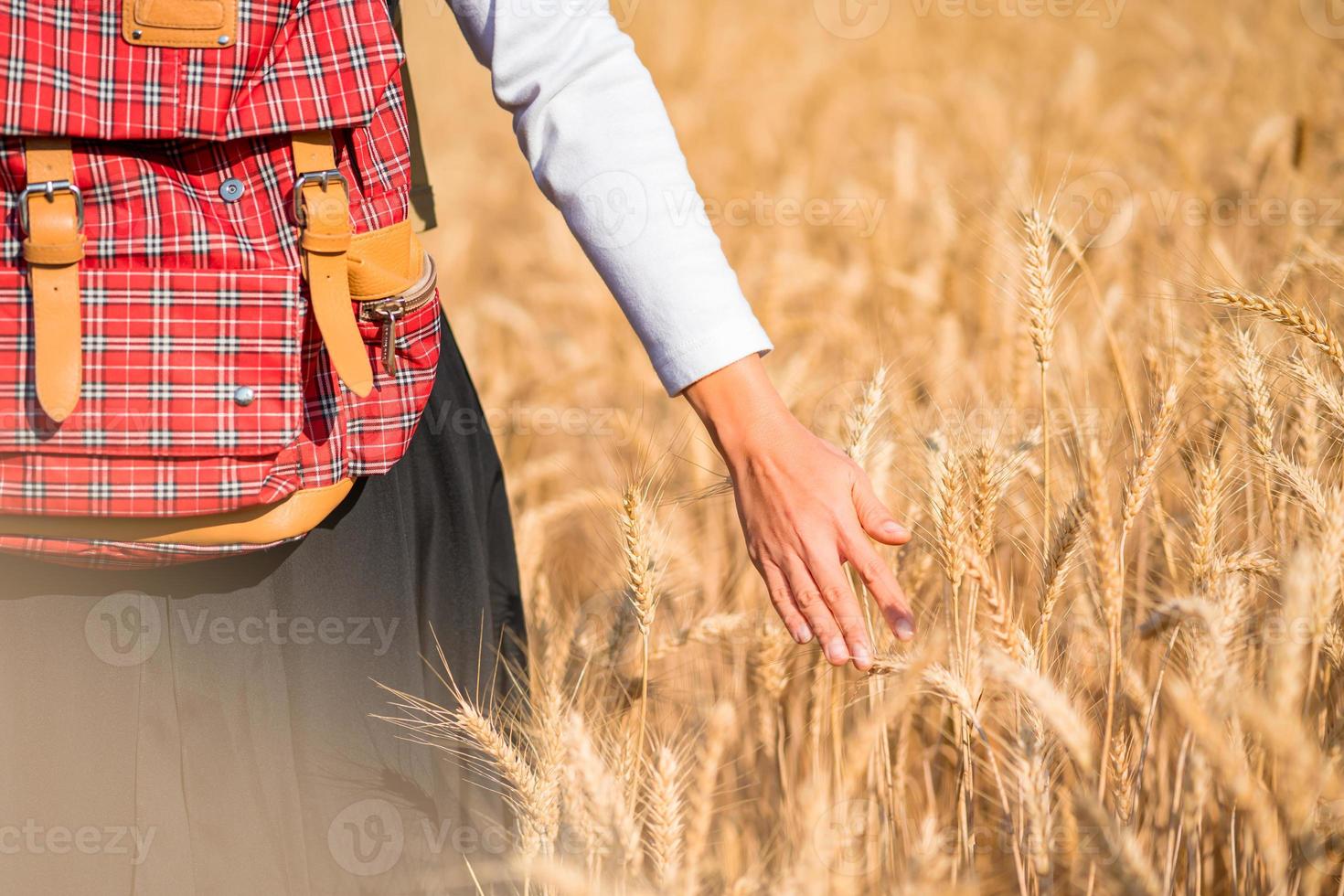 Hand touching wheat in field natural background. photo