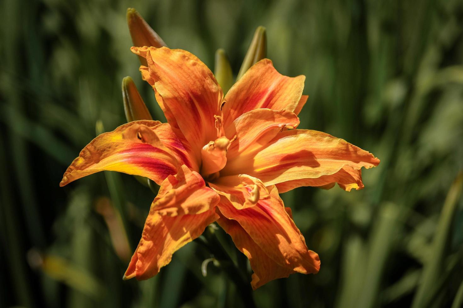 Orange Lily Flowering in Sussex photo