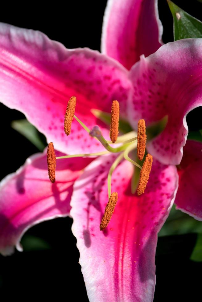 Pink Spotted Lily Flowering in Sussex photo