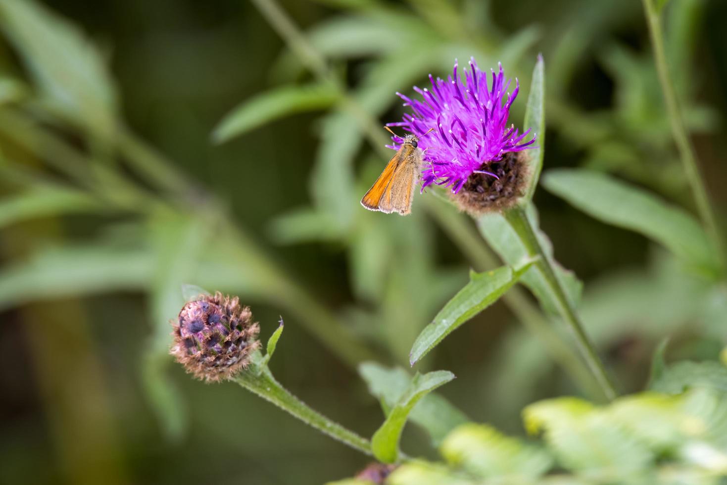 Small Skipper Butterfly feeding on a thistle photo