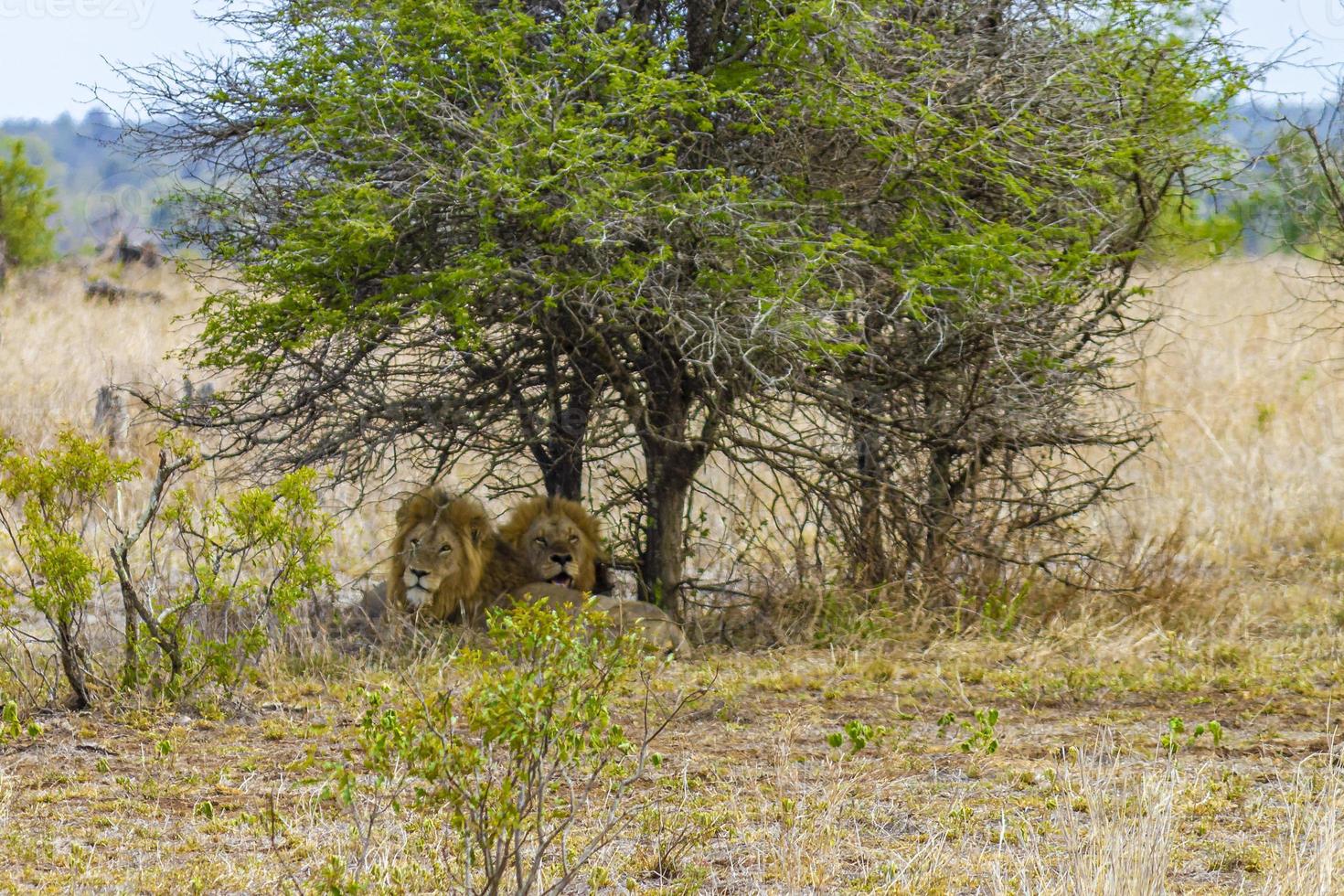 Male lions relax at safari Kruger National Park South Africa. photo