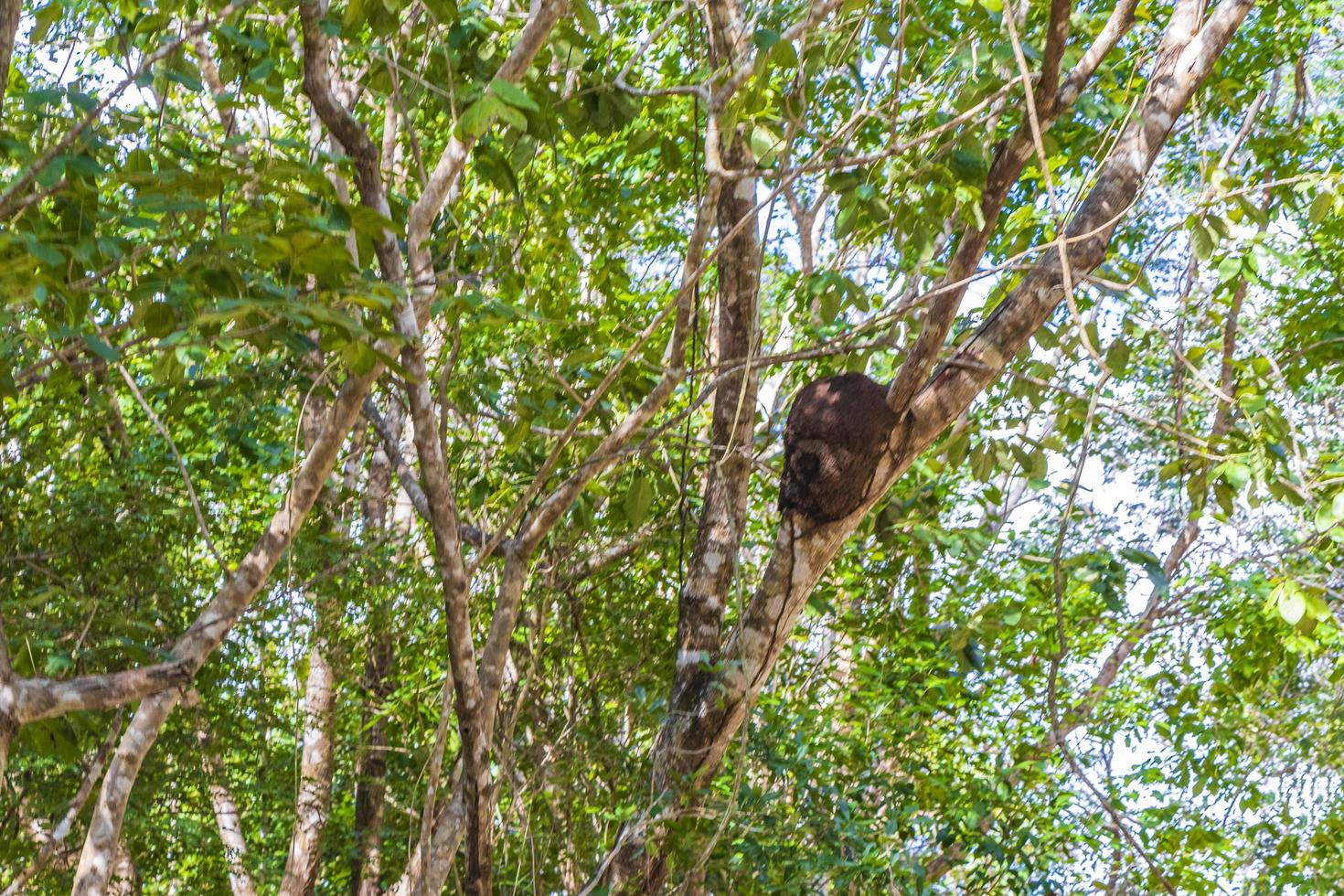 nido de termitas en el árbol o rama en la selva de México. foto