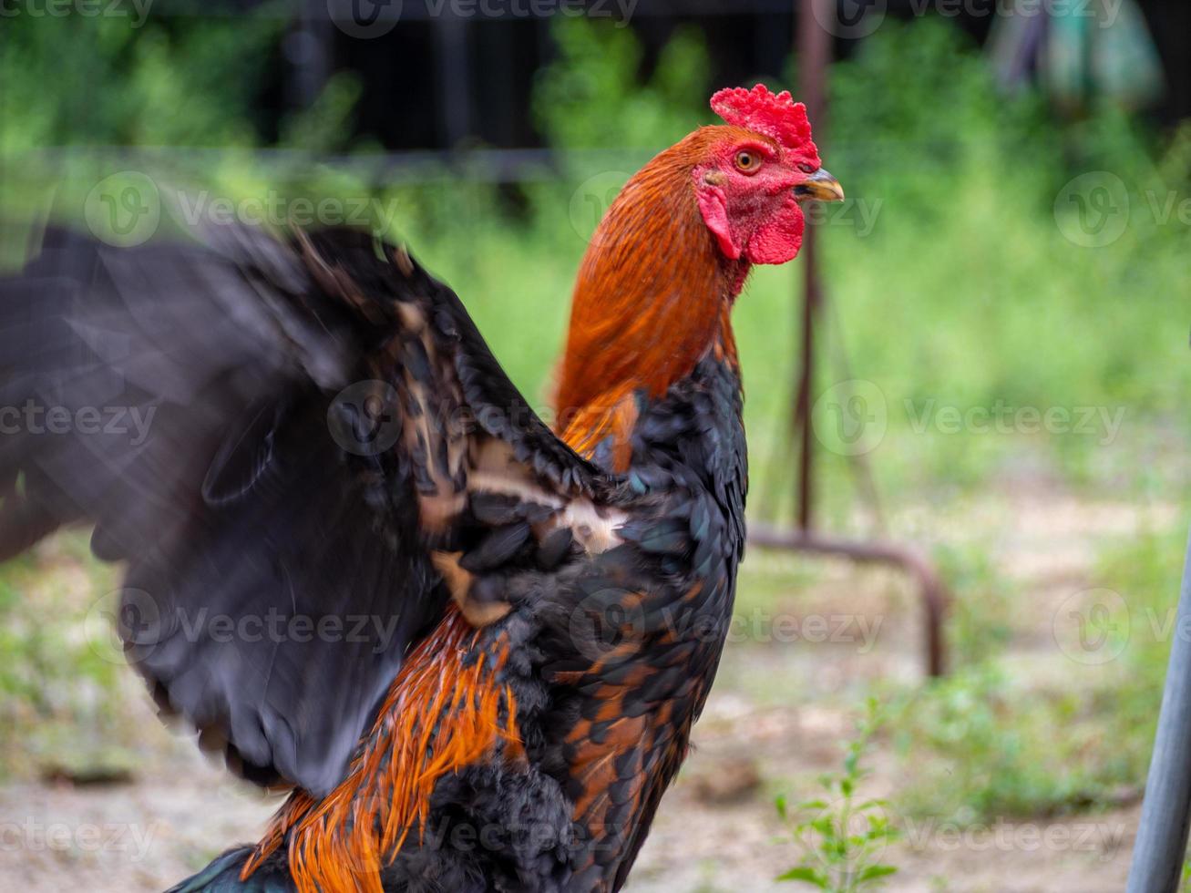 pollo y naturaleza foto