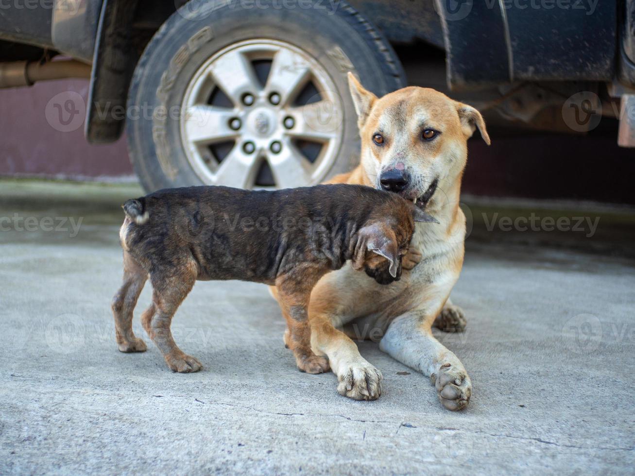 perro marrón en suelo de cemento foto