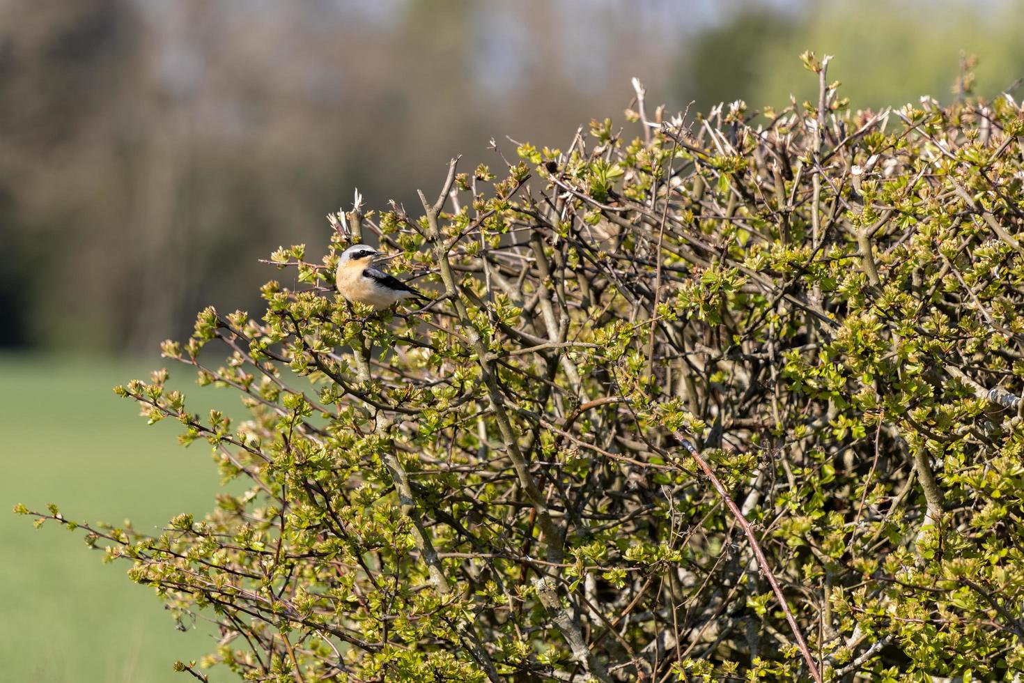 Northern Wheatear resting in a hedge in the spring sunshine photo