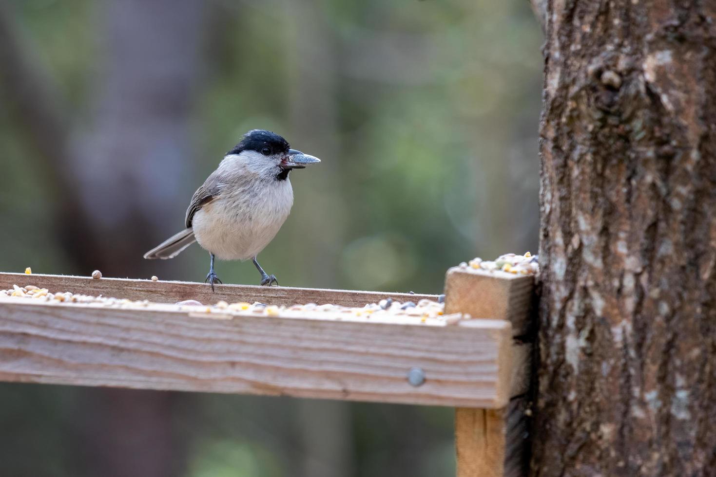 Marsh Tit with a seed in its beak photo