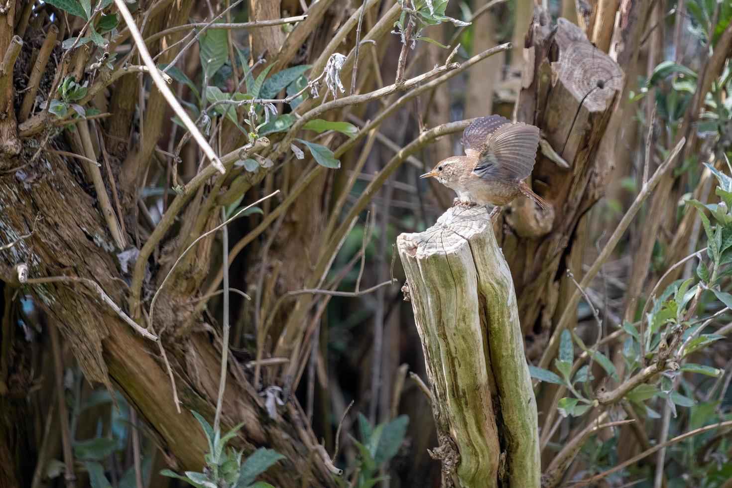 Tiny Wren perched on a tree stump in springtime photo