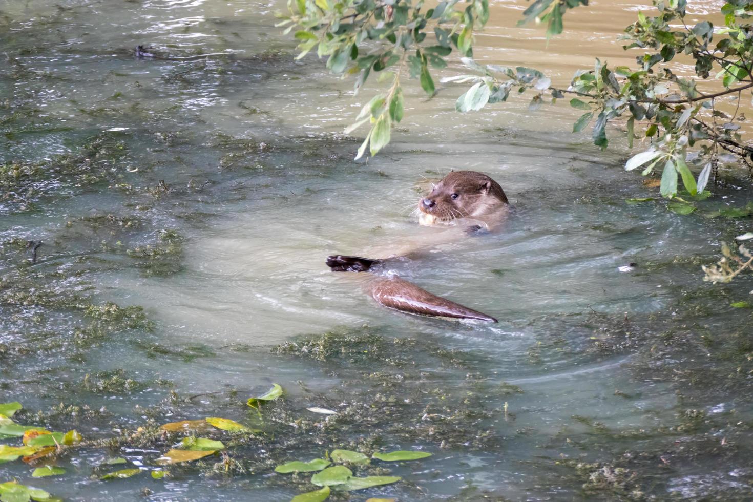 Eurasian Otter swimming through a pond full of algae photo