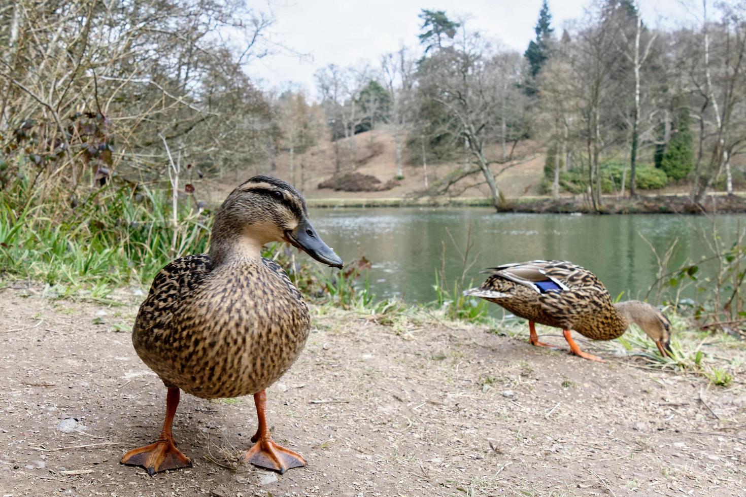 Female Mallards by the waters edge photo