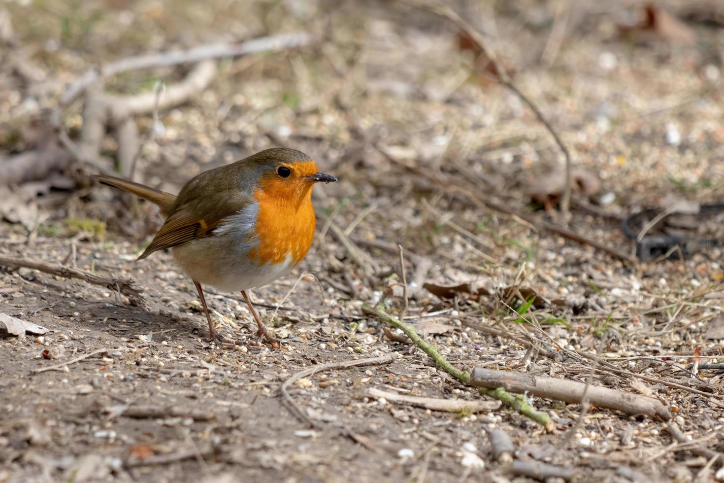 Close-up of an alert Robin standing on muddy path photo