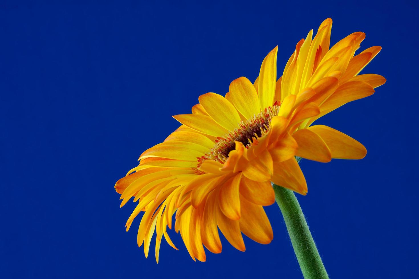 flor de gerbera dorada única en plena floración contra un fondo azul foto