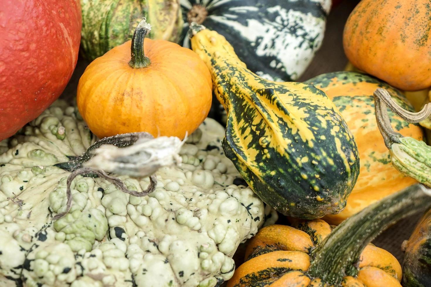 A Group of Colourful Gourds in Friedrichsdorf photo