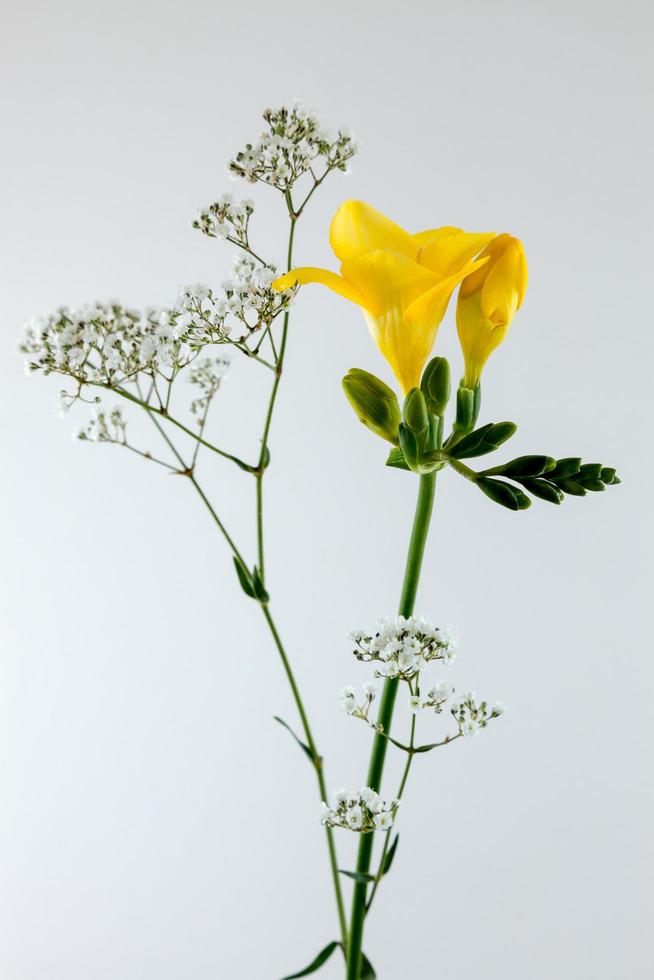 Yellow Freesia flower photo