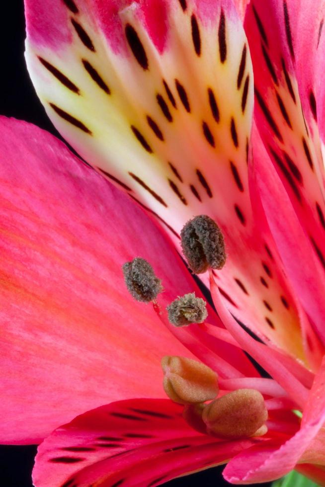 Pink Freesia close-up photo