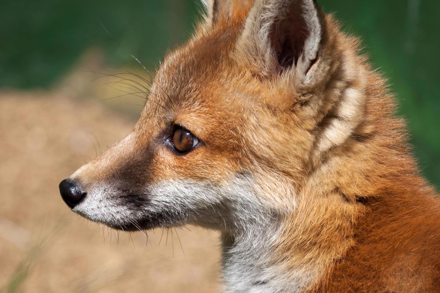 Close-up of a female Red Fox photo