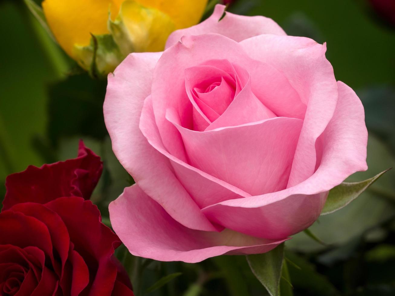 Close-up view of a Pink Hybrid T Rose photo