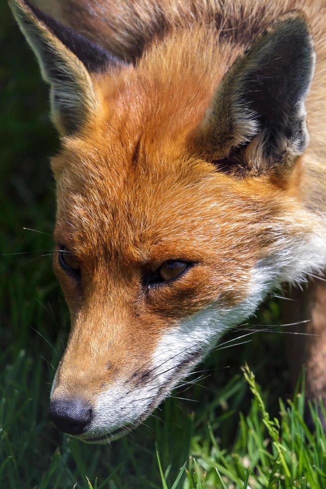 Close-up of a Red Fox photo