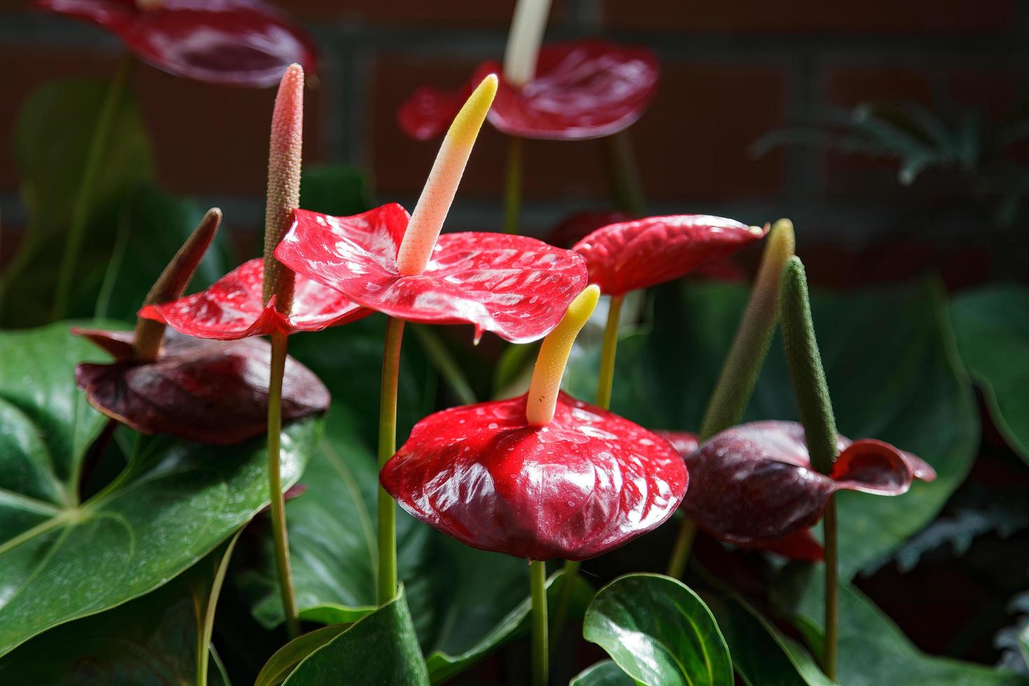 flamingo lily floreciendo en nueva zelanda foto