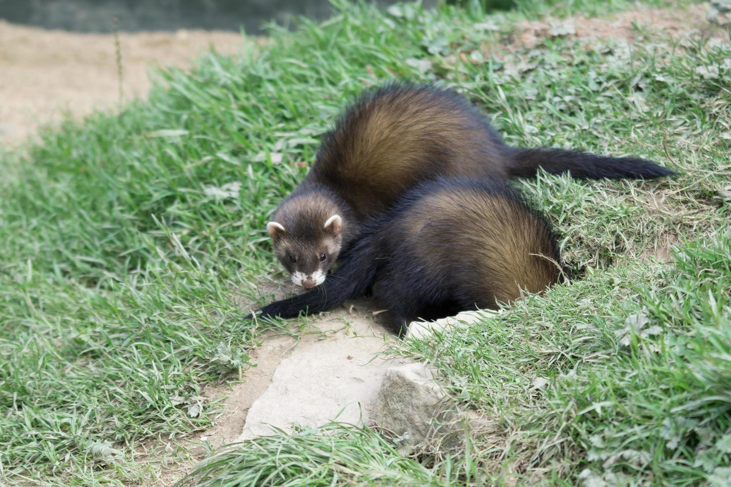 A pair of young European Polecats playing together photo