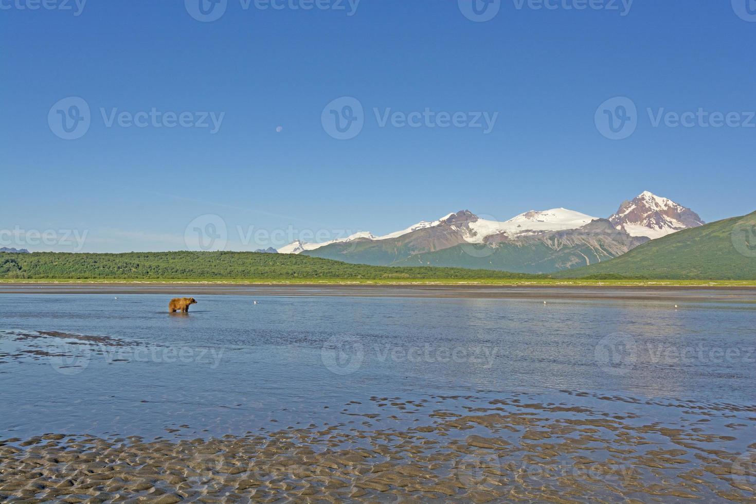 Bear in the Alaskan Wilderness photo