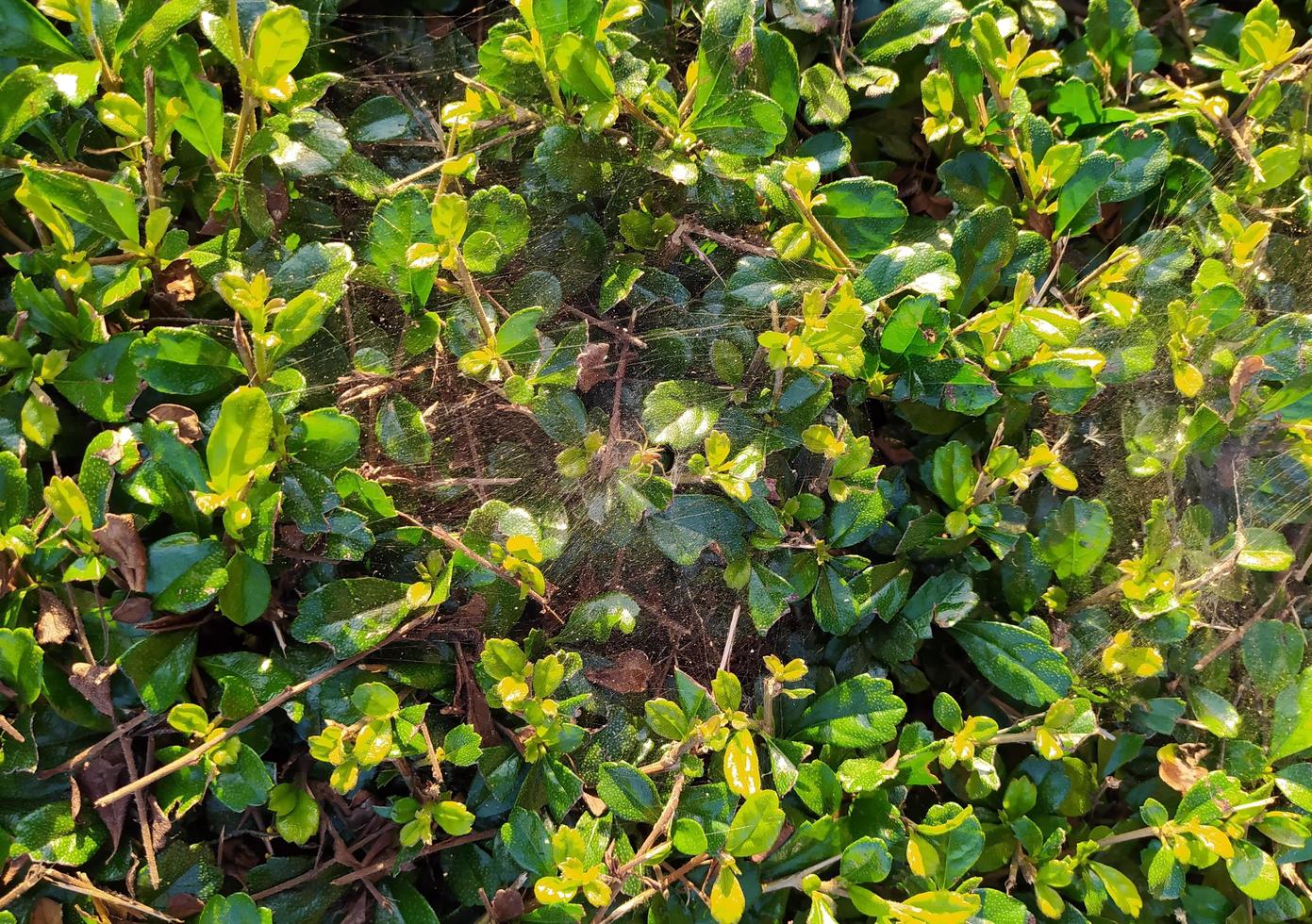 Focus on the spider web above the Hokkien tea fence. photo