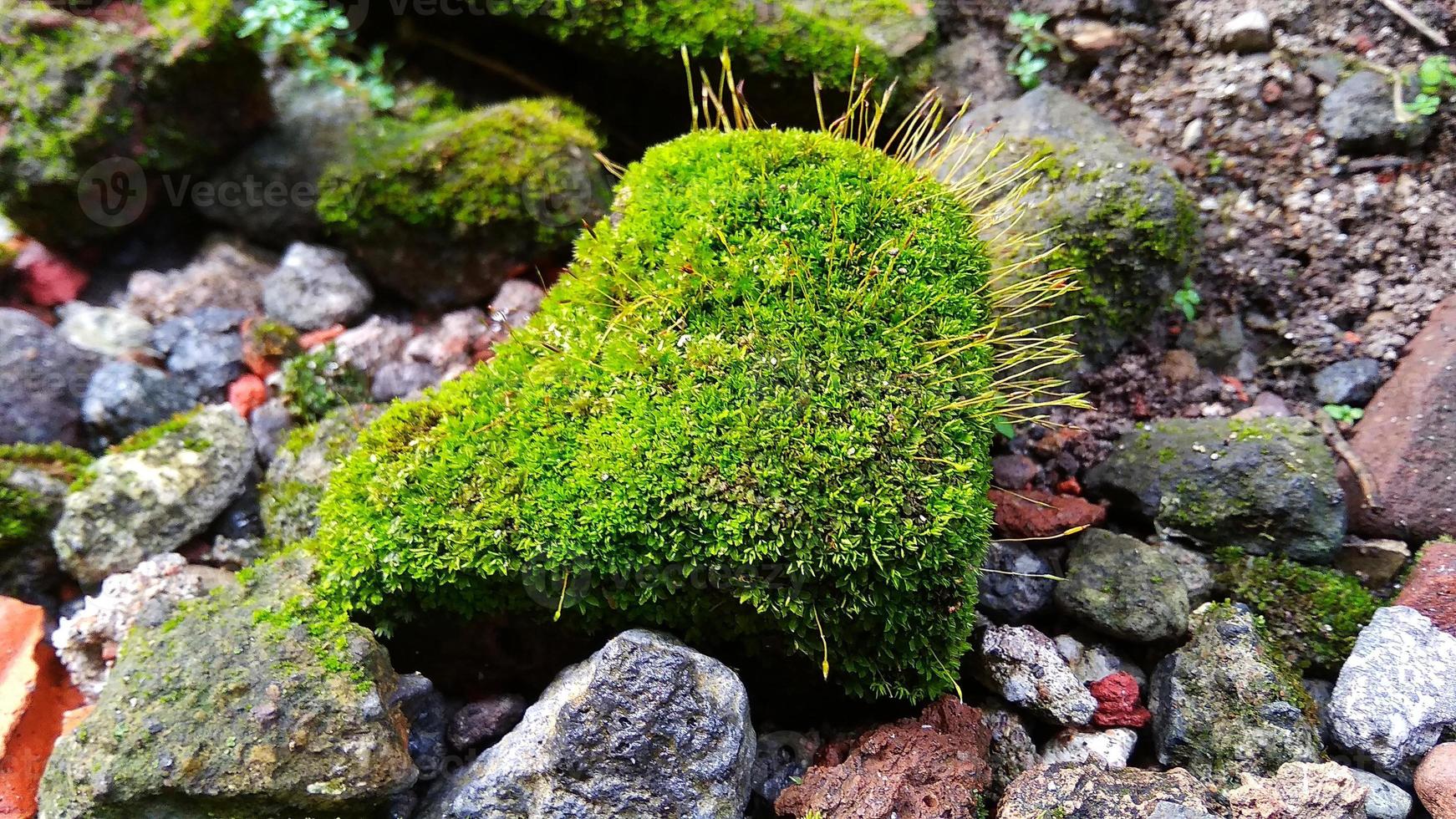 El musgo leucobryum glaucum del acerico crece en las rocas. la foto fue tomada en cirebon java occidental indonesia