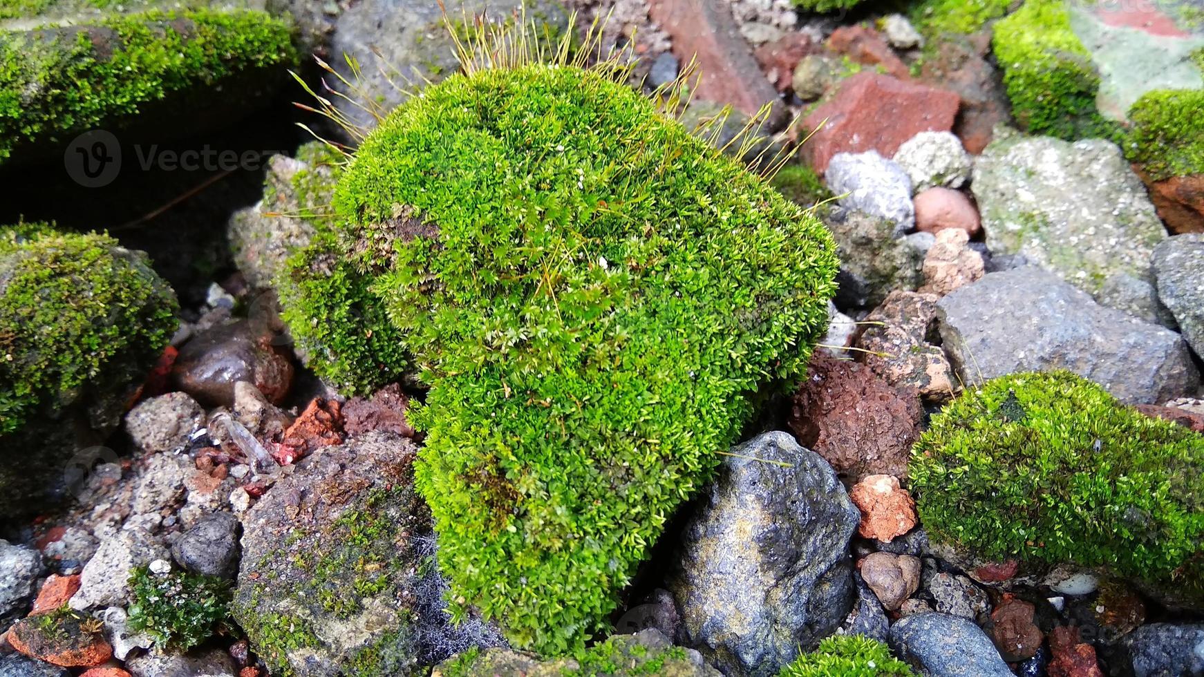 Pincushion moss Leucobryum glaucum grows at the rocks. Photo was taken in Cirebon West Java Indonesia