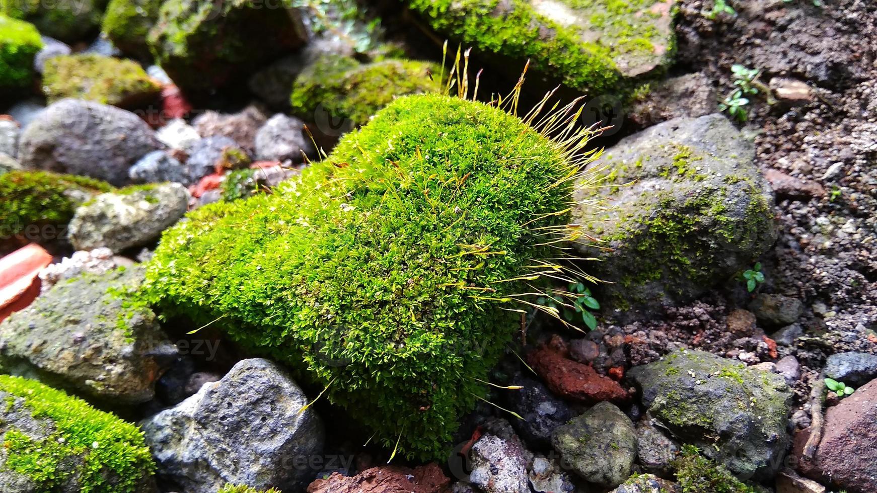 Pincushion moss Leucobryum glaucum grows at the rocks. Photo was taken in Cirebon West Java Indonesia