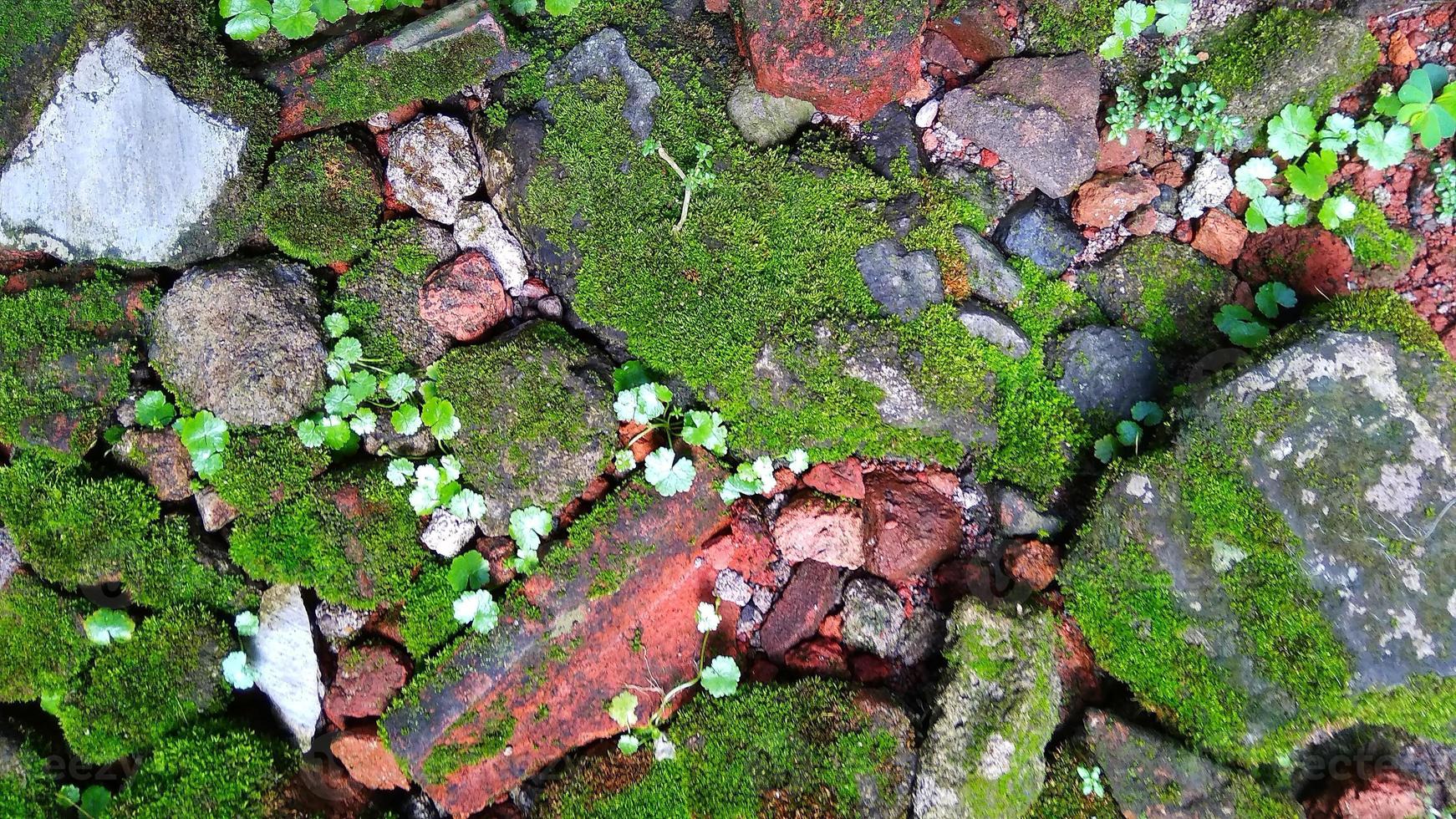 Pincushion moss Leucobryum glaucum grows at the rocks. Photo was taken in Cirebon West Java Indonesia