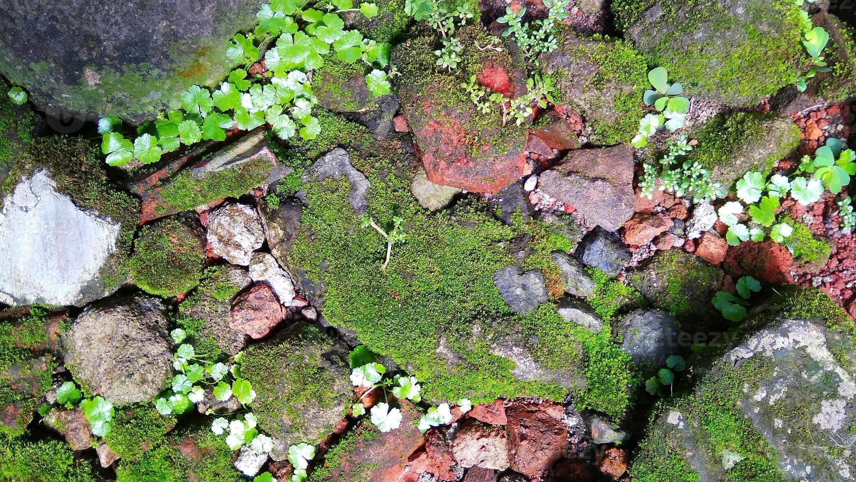 Pincushion moss Leucobryum glaucum grows at the rocks. Photo was taken in Cirebon West Java Indonesia