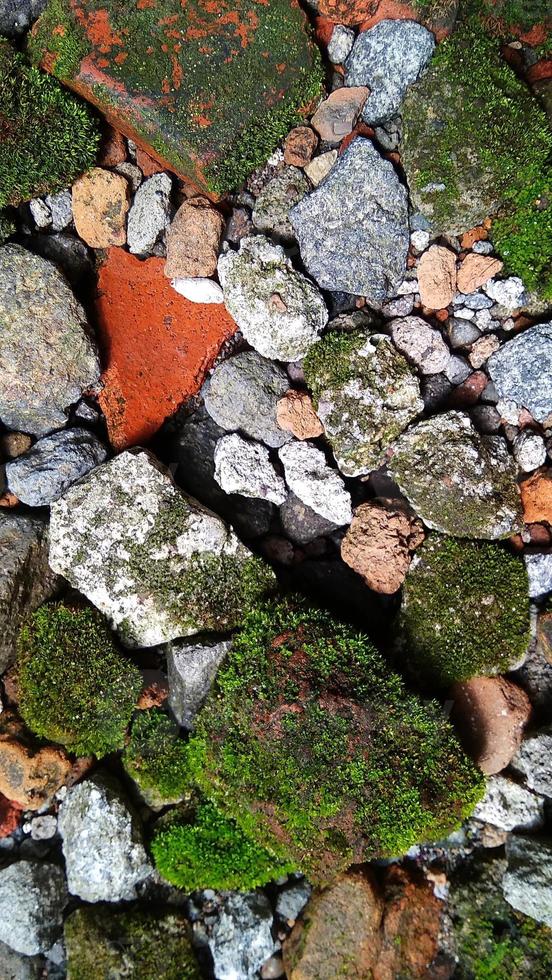 Pincushion moss Leucobryum glaucum grows at the rocks. Photo was taken in Cirebon West Java Indonesia