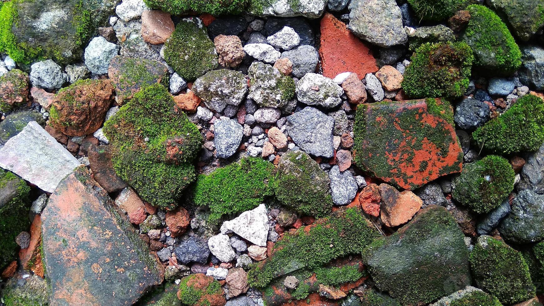 Pincushion moss Leucobryum glaucum grows at the rocks. Photo was taken in Cirebon West Java Indonesia
