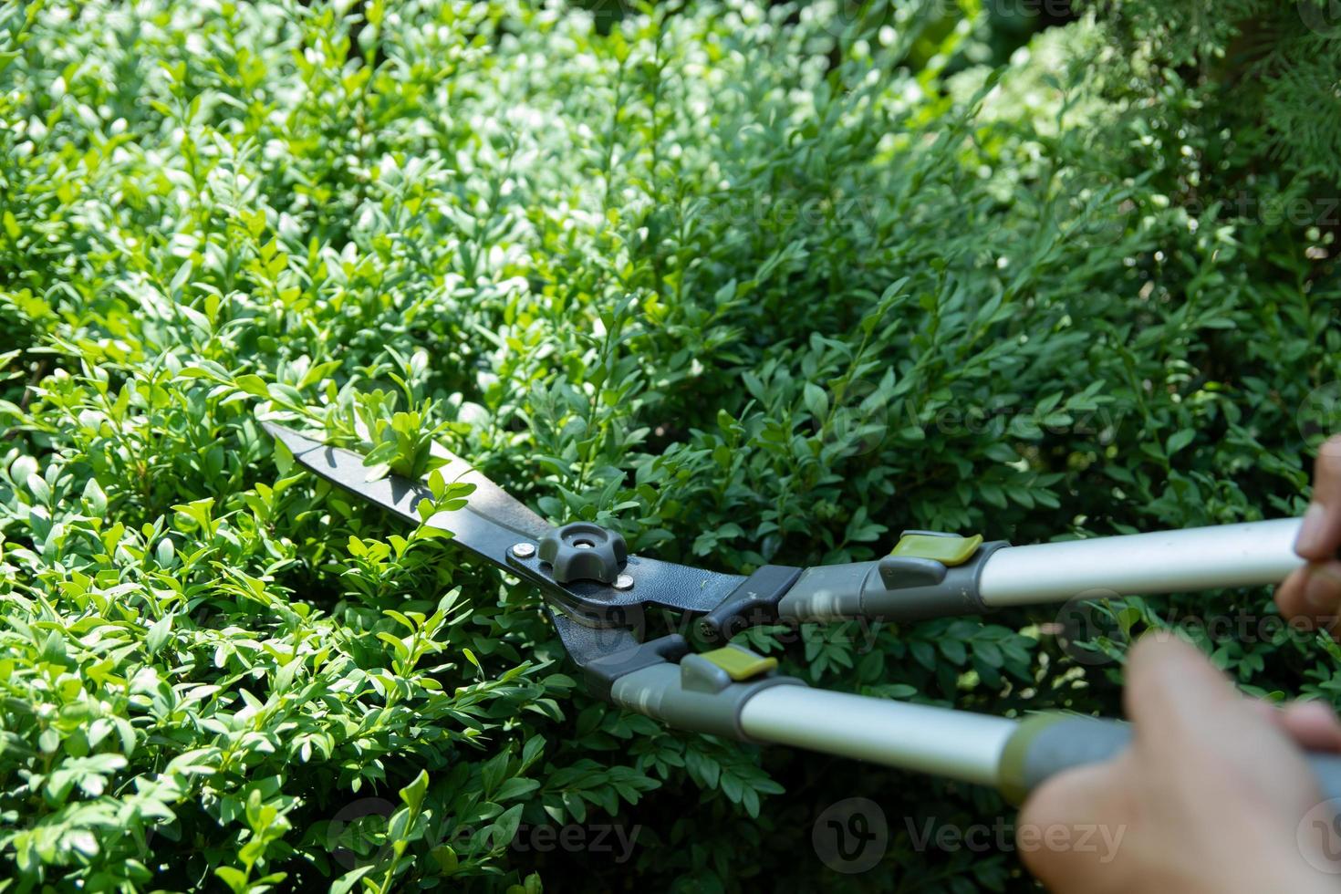 Pruning green bushes in the garden with large pruning shears. Summer Gardening Concept photo