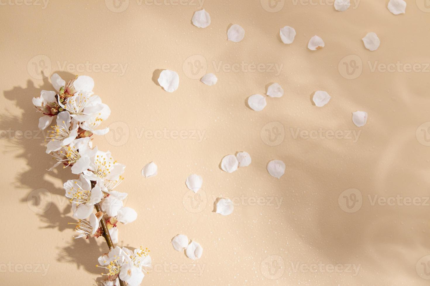 Beige background with spring twig, petals and shadows with copy space photo