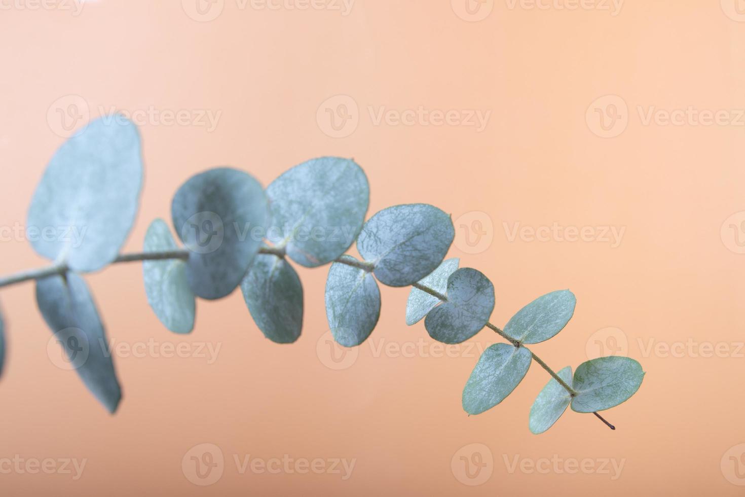 Eucalyptus leaves on a colored background. Blue green leaves on branches for abstract natural background or poster photo