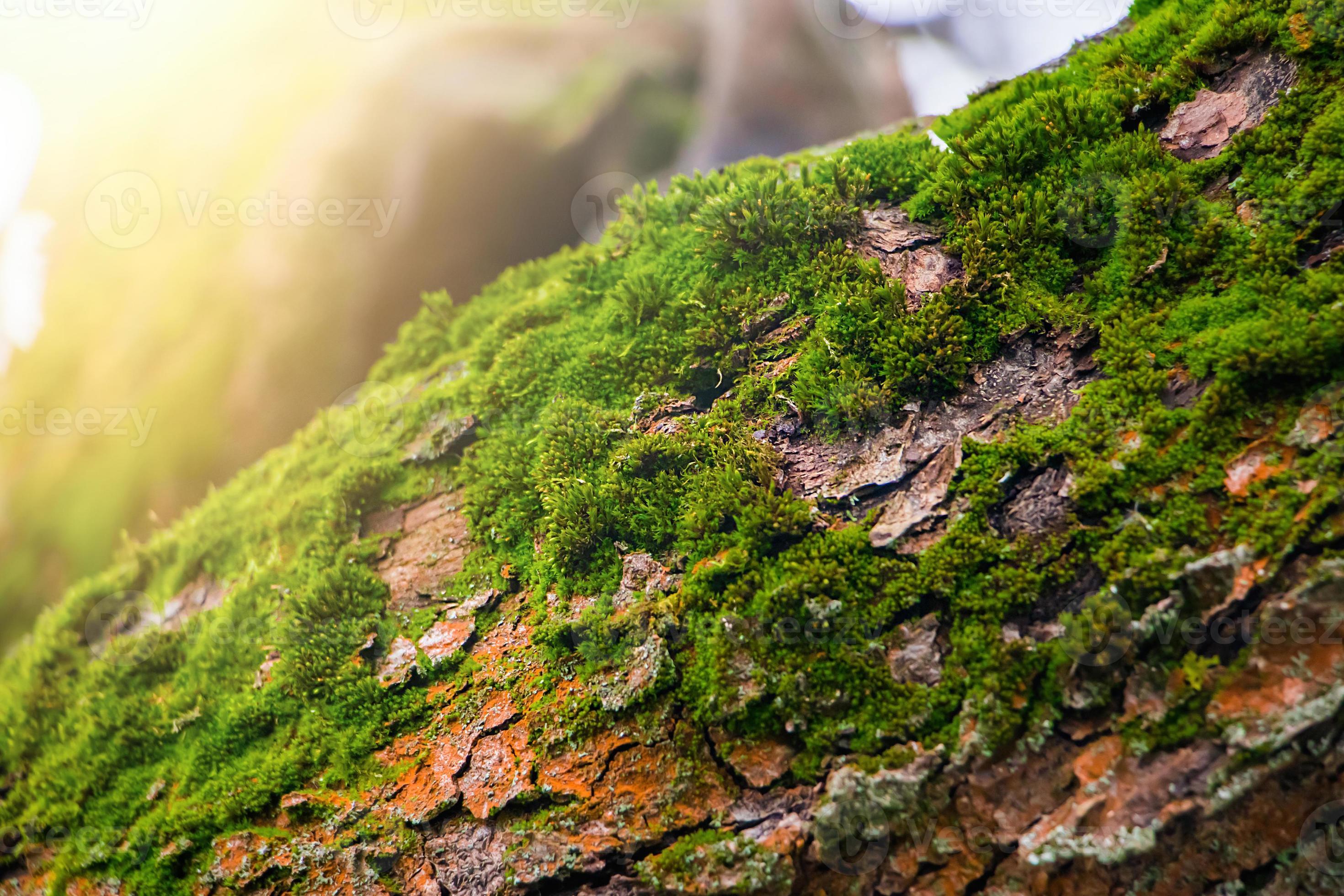 Green moss close up. Macrocosm of plants. Early spring and