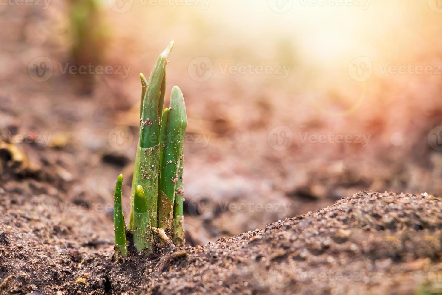 First green sprouts of flowers grow from the ground. Early spring. Gardening and farming concept. photo