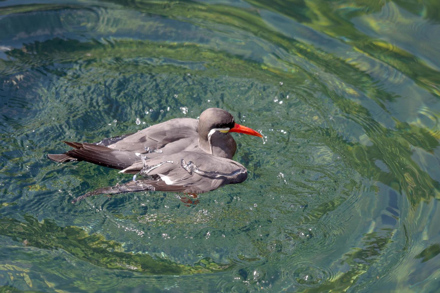 Inca Tern splashing about photo