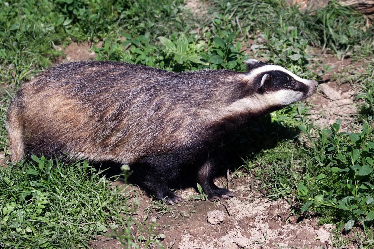 Close-up shot of an European Badger photo