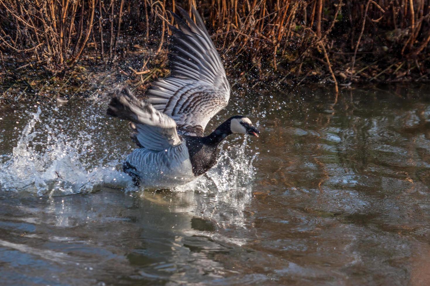 Barnacle Goose splashing about in the water photo