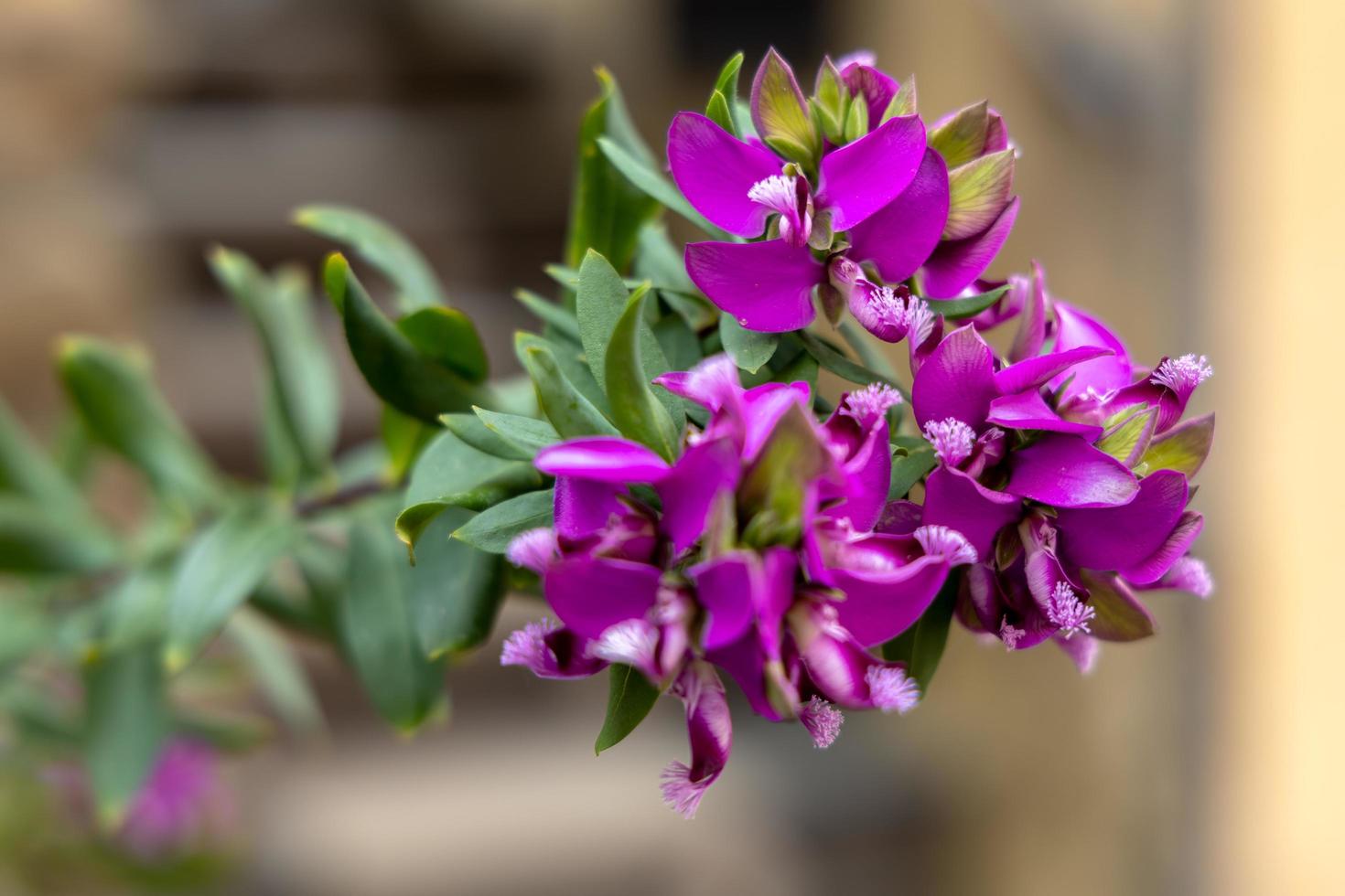 Polygala Myrtifolia or the myrtle-leaf milkwort flowering in Monterosso Liguria Italy photo