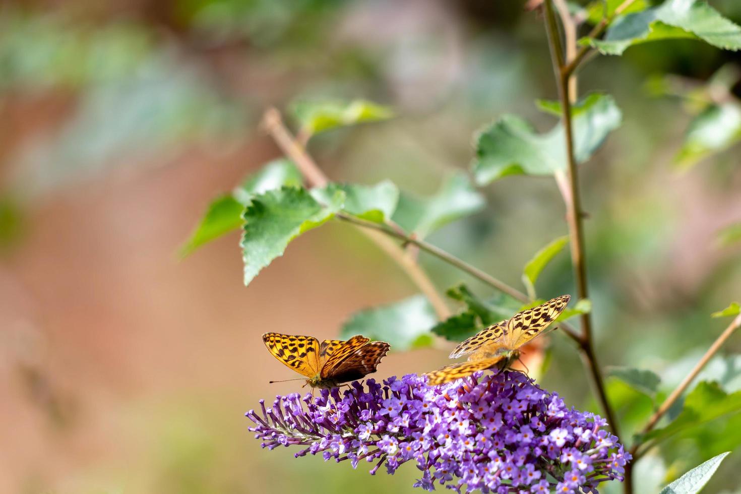 Silver-washed Fritillary feeding on a Buddleia photo