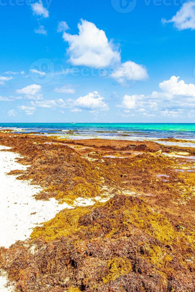 muy asqueroso sargazo de algas rojas playa playa del carmen mexico. foto