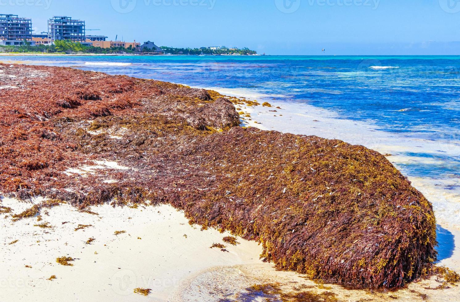 muy asqueroso sargazo de algas rojas playa playa del carmen mexico. foto