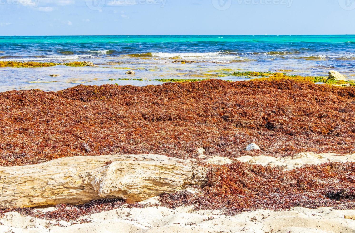 Very disgusting red seaweed sargazo beach Playa del Carmen Mexico. photo