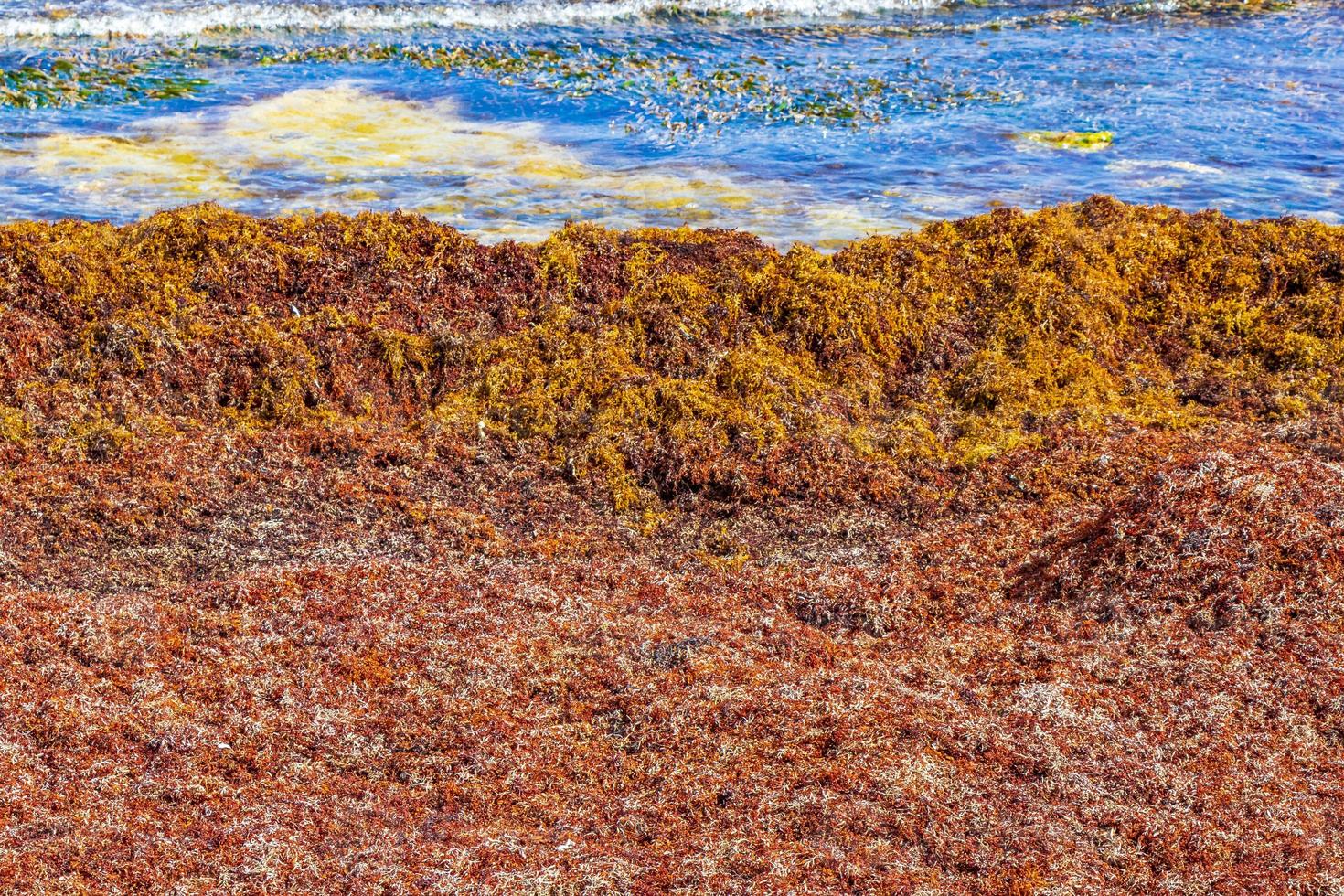 Very disgusting red seaweed sargazo beach Playa del Carmen Mexico. photo